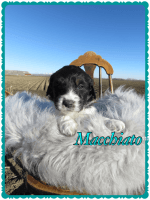 Pyredoodle Puppies for sale in Payette, ID 83661, USA. price: $1,500