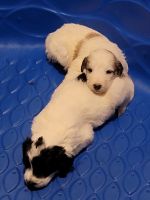 Pyredoodle Puppies for sale in Columbus, OH 43228, USA. price: $600