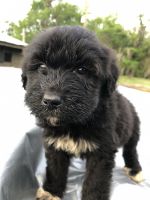 Pyredoodle Puppies for sale in Jacksonville, Florida. price: $500