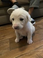 Pyrenean Mastiff Puppies for sale in Austin, TX, USA. price: $300