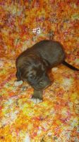 Pyrenean Shepherd Puppies for sale in Mansfield, Missouri. price: $400