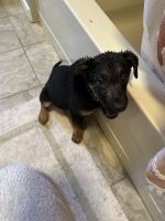 Pyrenean Shepherd Puppies for sale in Cherokee, IA 51012, USA. price: $250