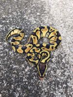 Pastel yellowbelly python