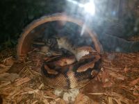 Royal pied ball python