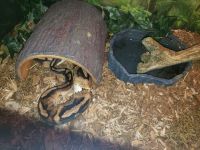 Royal pied ball python