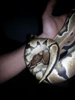 Python Reptiles for sale in Abbotsford, BC, Canada. price: $500