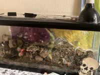 2 year old male pastel pet pied with tank heat lamp