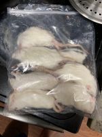 2 year old male pastel pet pied with tank heat lamp