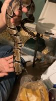 Ball Python