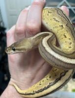 Python Reptiles for sale in Los Angeles, CA, USA. price: $600