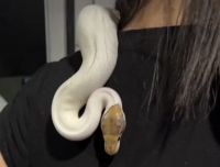 Python Reptiles Photos