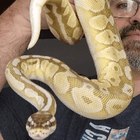 Python Reptiles Photos