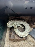 Python Reptiles for sale in Garland, TX, USA. price: $250