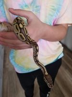 Pastel lesser python