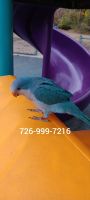 Quaker Birds for sale in San Antonio, TX, USA. price: $550