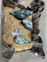 Quaker Birds for sale in Kissimmee, FL 34758, USA. price: $300