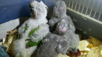 Quaker Birds for sale in Needville, TX 77461, USA. price: $275