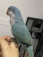 Quaker Parrot Birds for sale in Houston, TX, USA. price: $500