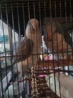 Quaker Parrot Birds Photos