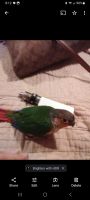 Quaker Parrot Birds for sale in Columbus, Ohio. price: $500