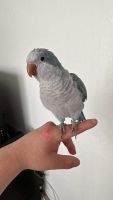 Quaker Parrot Birds for sale in Lady Lake, Florida. price: $200