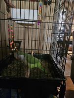 Quaker Parrot Birds for sale in Spartanburg, SC, USA. price: $275