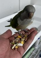 Quaker Parrot Birds for sale in Blue River, Wisconsin. price: $150