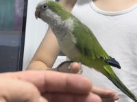 Quaker Parrot Birds Photos