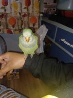 Quaker Parrot Birds for sale in Garfield Heights, Ohio. price: $500
