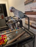 Quaker Parrot Birds for sale in Whitehouse, TX 75791, USA. price: $120