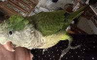 Quaker Parrot Birds for sale in West Columbia, SC, USA. price: $250