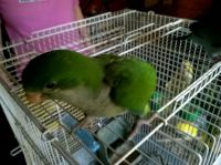 Quaker Parrot Birds for sale in Needville, TX 77461, USA. price: $150