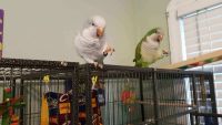 Quaker Parrot Birds for sale in Cleveland, OH, USA. price: $500