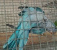 Quaker Parrot Birds for sale in Needville, TX 77461, USA. price: $250