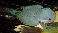 Quaker Parrot Birds for sale in Needville, TX 77461, USA. price: $150
