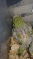 Quaker Parrot Birds for sale in Needville, TX 77461, USA. price: $225