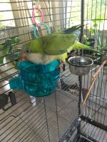 Quaker Parrot Birds for sale in Fort Lauderdale, FL 33322, USA. price: NA