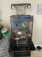 Quaker Parrot Birds for sale in Hialeah Gardens, FL, USA. price: $600