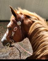 Quarter Horse Horses Photos