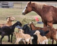 Quarter Horse Horses Photos