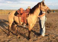 Quarter Horse Horses for sale in Sterling, MI 48659, USA. price: $900