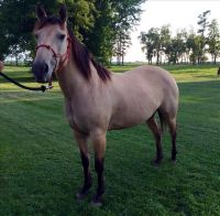Quarter Horse Horses for sale in Sedalia, MO 65302, USA. price: $900