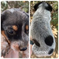 Queensland Heeler Puppies for sale in Marana, AZ, USA. price: $350