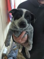 Queensland Heeler Puppies for sale in San Diego, CA, USA. price: NA