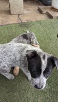 Queensland Heeler Puppies Photos