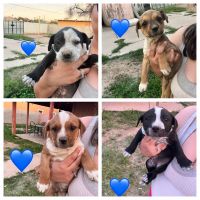 Queensland Heeler Puppies for sale in Phoenix, Arizona. price: $120