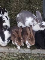 Rabbit Rabbits for sale in Aurora, CO, USA. price: $20
