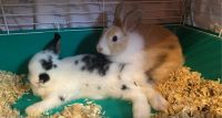 Rabbit Rabbits for sale in Costa Mesa, CA 92627, USA. price: $40