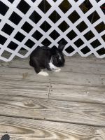 Loving, friendly rabbit for sale