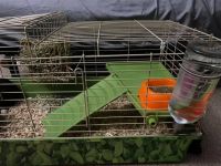 Rehoming my Rabbit